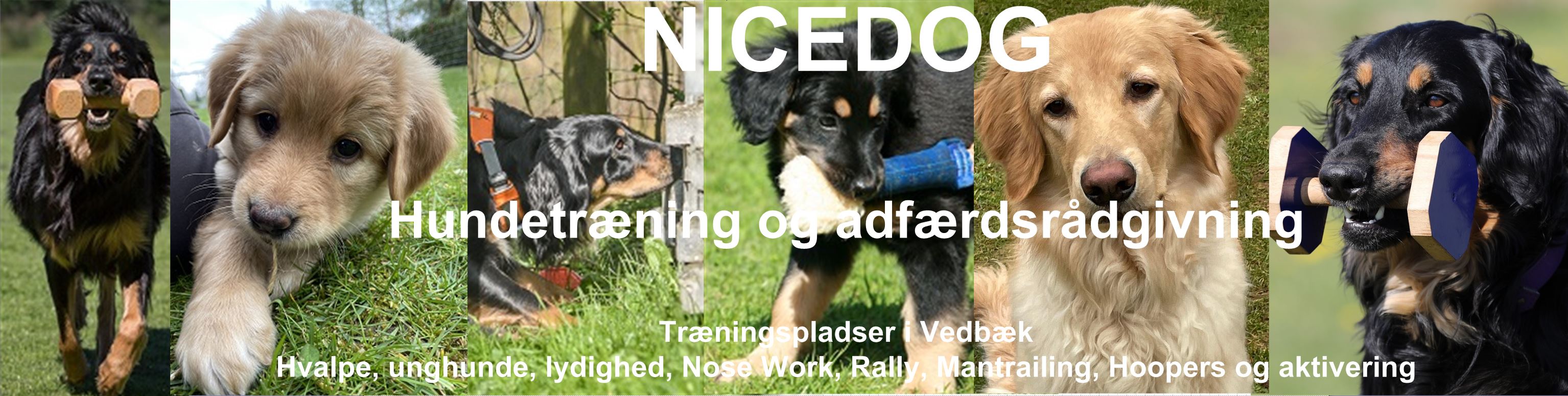 Nicedog